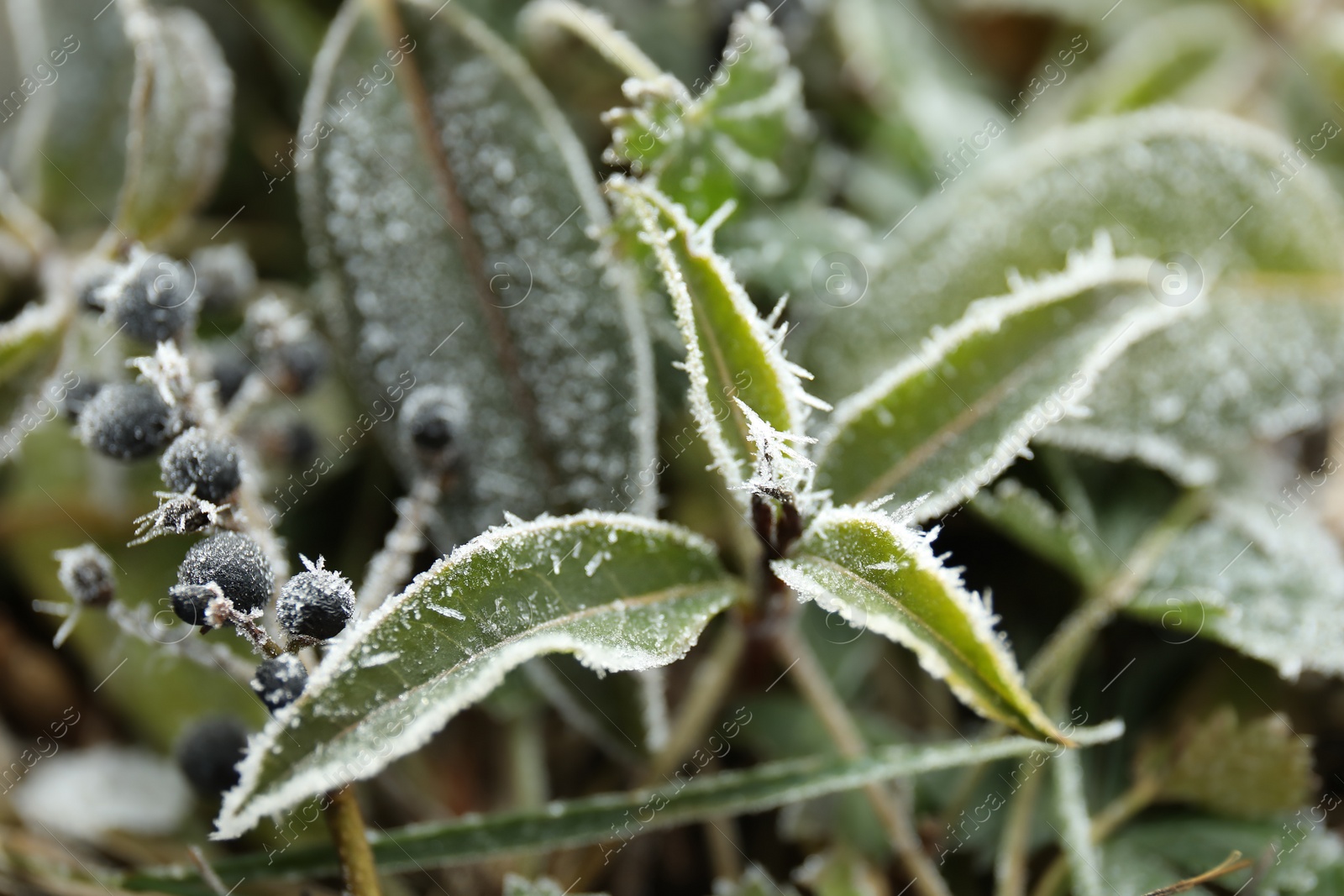 Photo of Berries and leaves on branch covered with hoarfrost outdoors, closeup. Winter morning