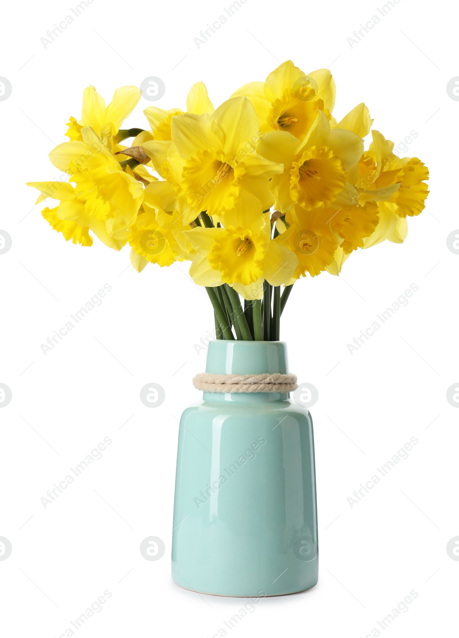 Photo of Beautiful daffodils in vase on white background