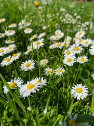 Photo of Beautiful white daisy flowers and green grass growing in meadow