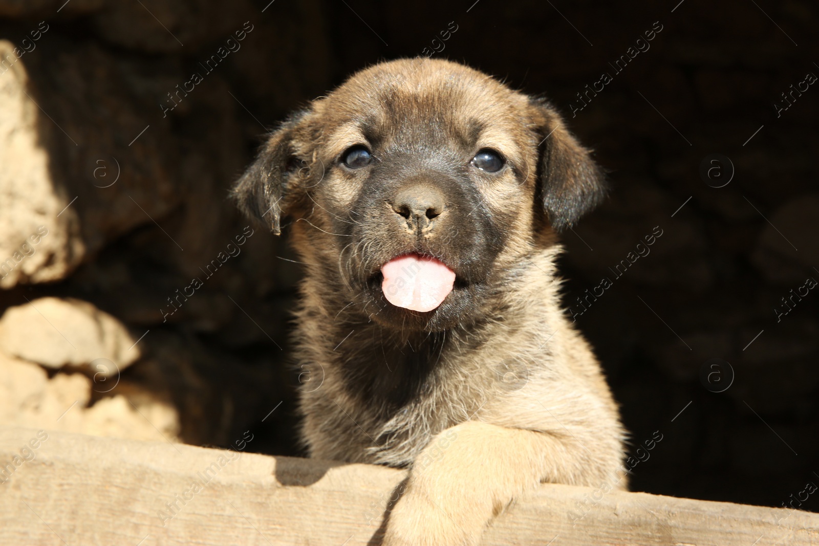 Photo of Stray puppy outdoors on sunny day, closeup. Baby animal