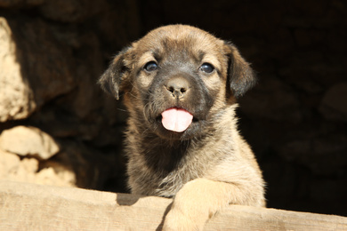 Photo of Stray puppy outdoors on sunny day, closeup. Baby animal