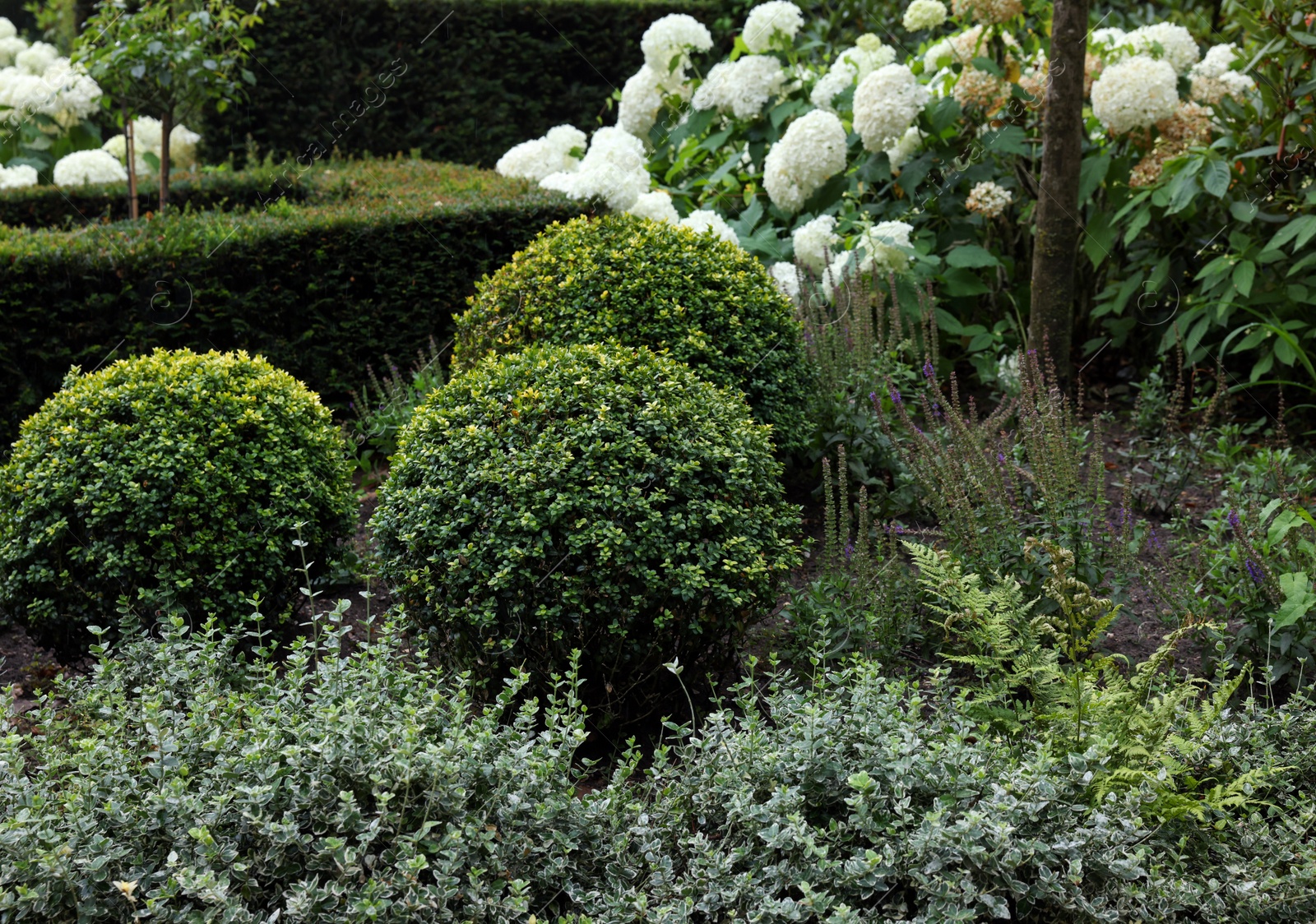 Photo of Lovely garden with blooming plants and green shrubbery. Landscape design