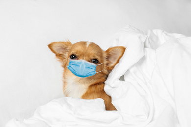 Small Chihuahua dog in medical mask at home. Virus protection for animal