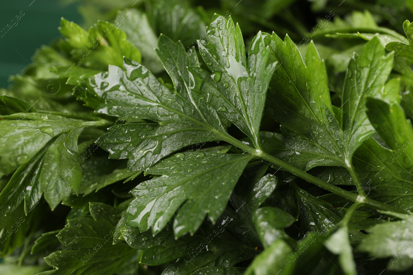 Photo of Fresh green parsley leaves with water drops, closeup