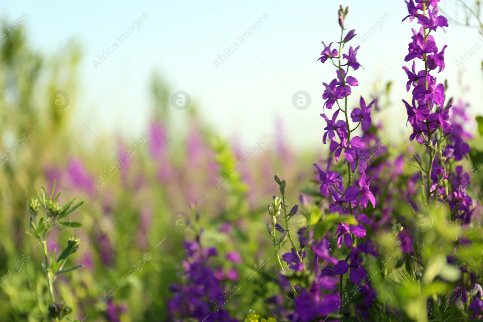 Photo of Beautiful wild flowers outdoors on sunny day. Amazing nature in summer