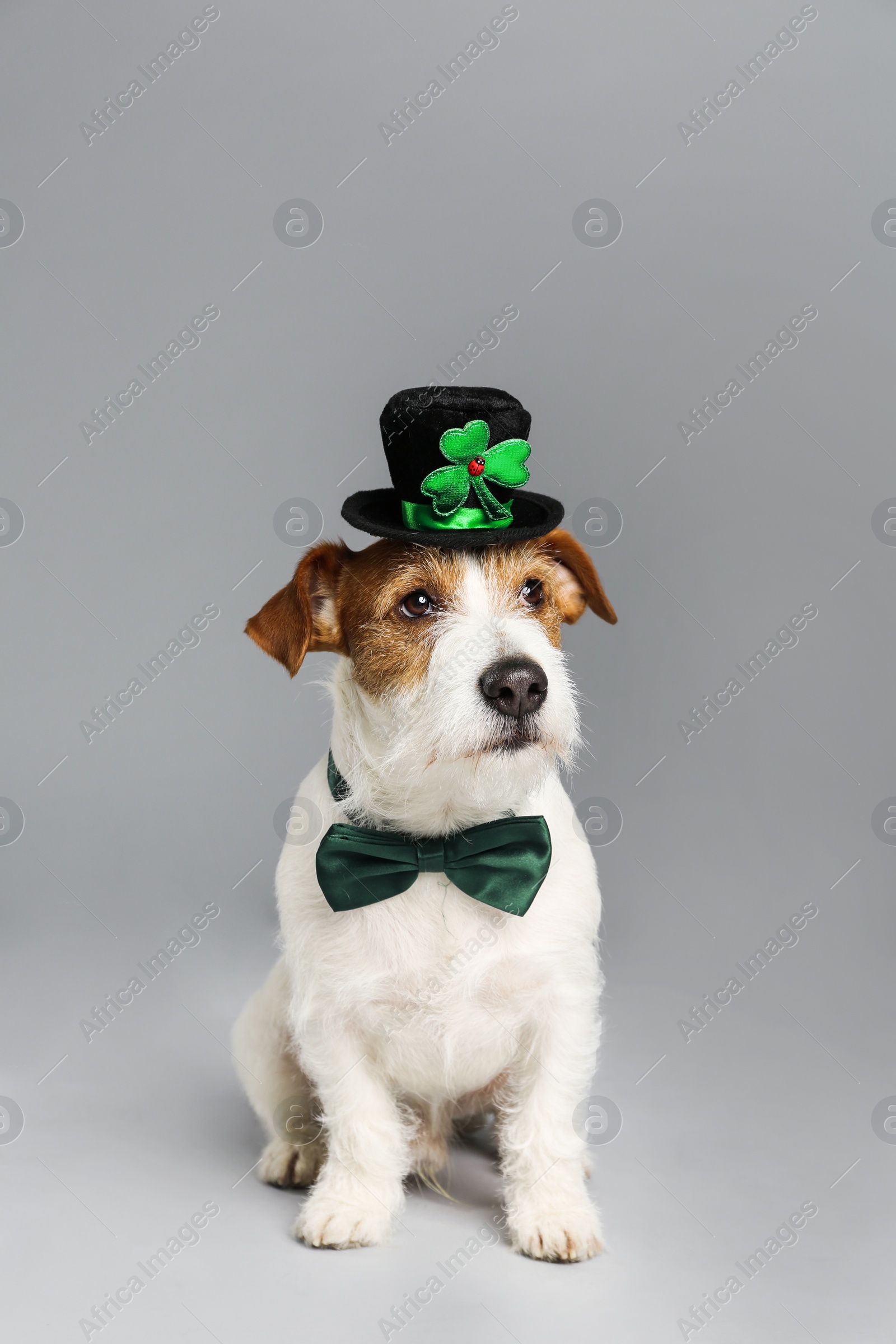 Photo of Jack Russell terrier with leprechaun hat and bow tie on light grey background. St. Patrick's Day