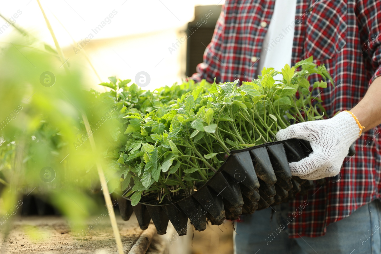 Photo of Man holding seedling tray with young tomato plants in greenhouse, closeup