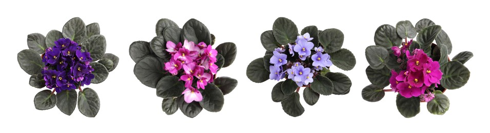 Image of Set with beautiful violet flowers on white background. top view. Banner design