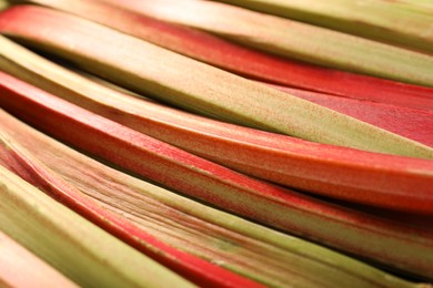 Photo of Many ripe rhubarb stalks as background, closeup