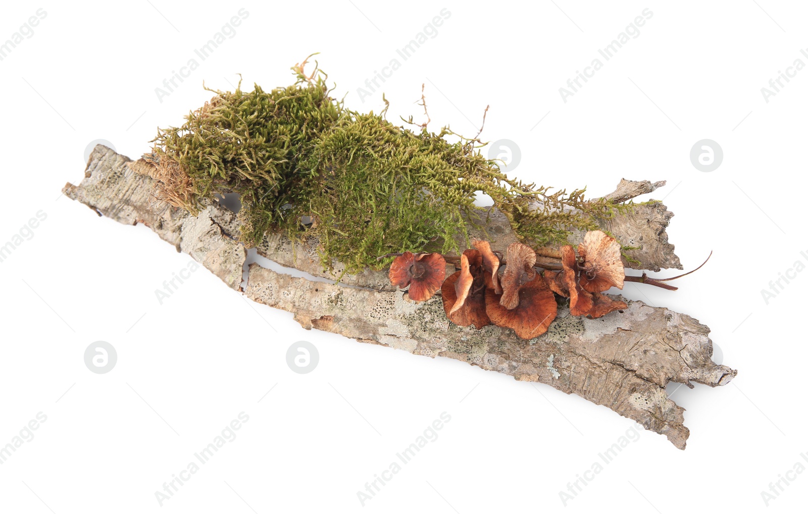 Photo of Tree bark piece with moss on white background, top view