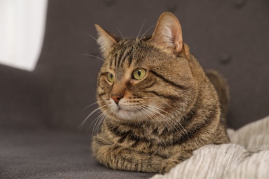 Photo of Cute striped cat lying on sofa with plaid