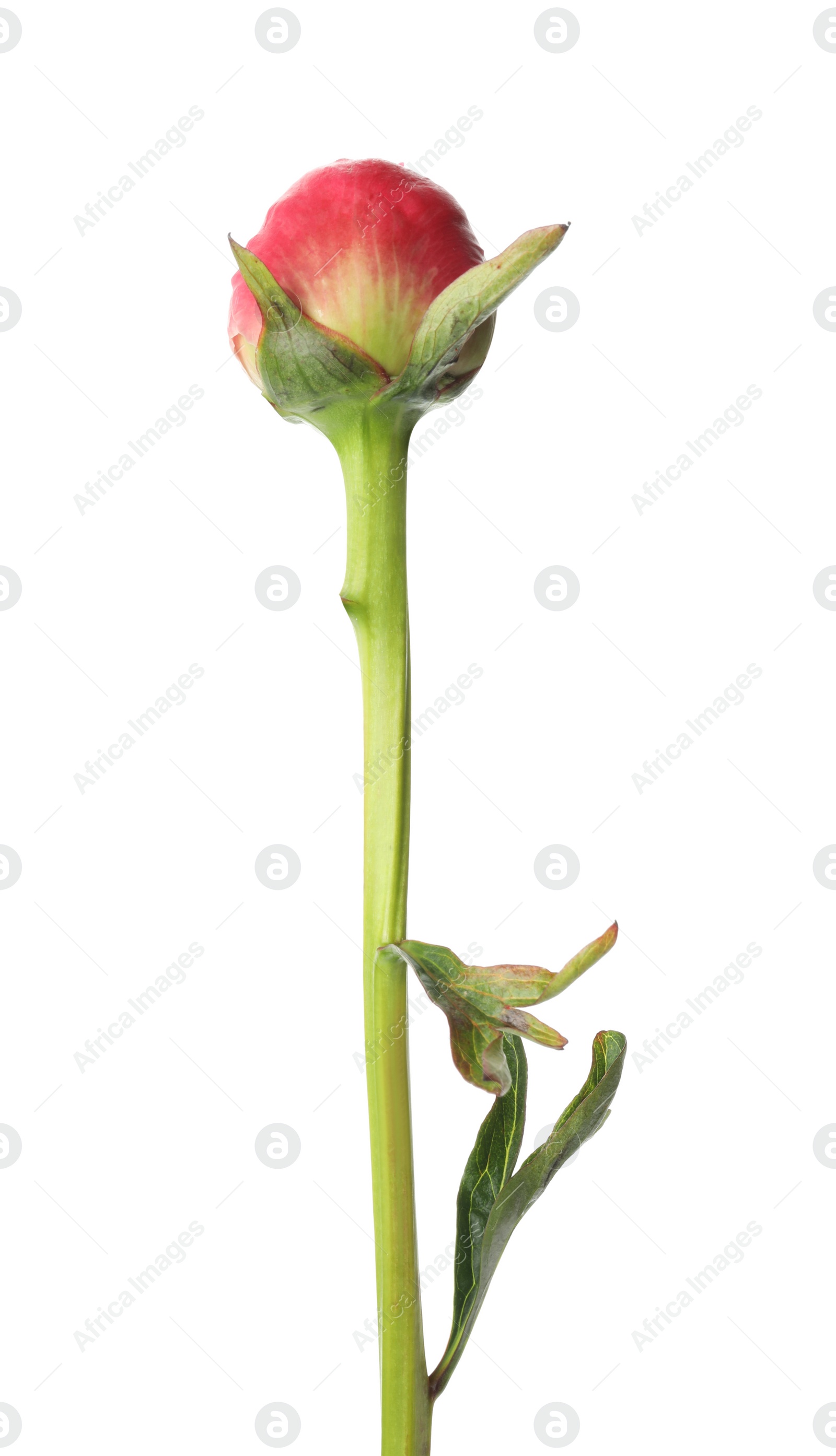 Photo of Beautiful pink peony bud isolated on white