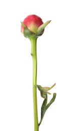 Beautiful pink peony bud isolated on white