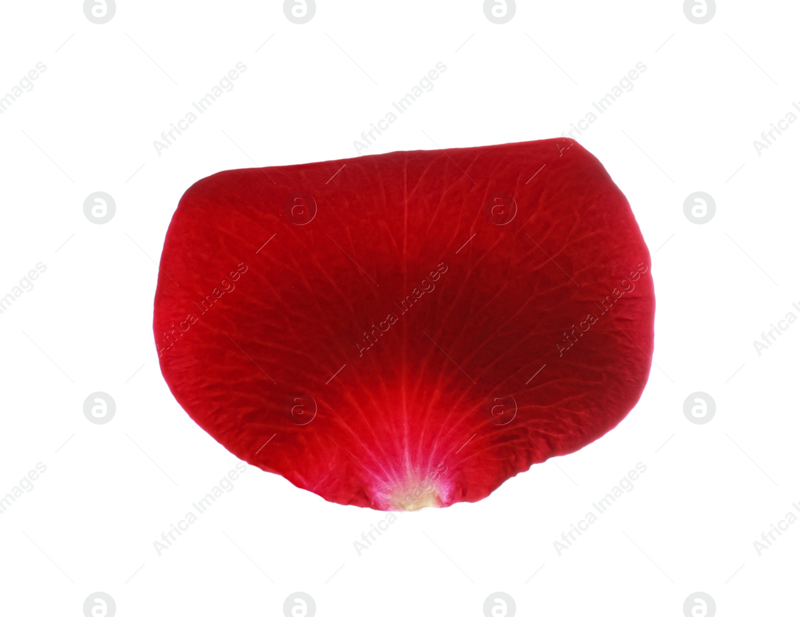 Photo of Red rose flower petal on white background