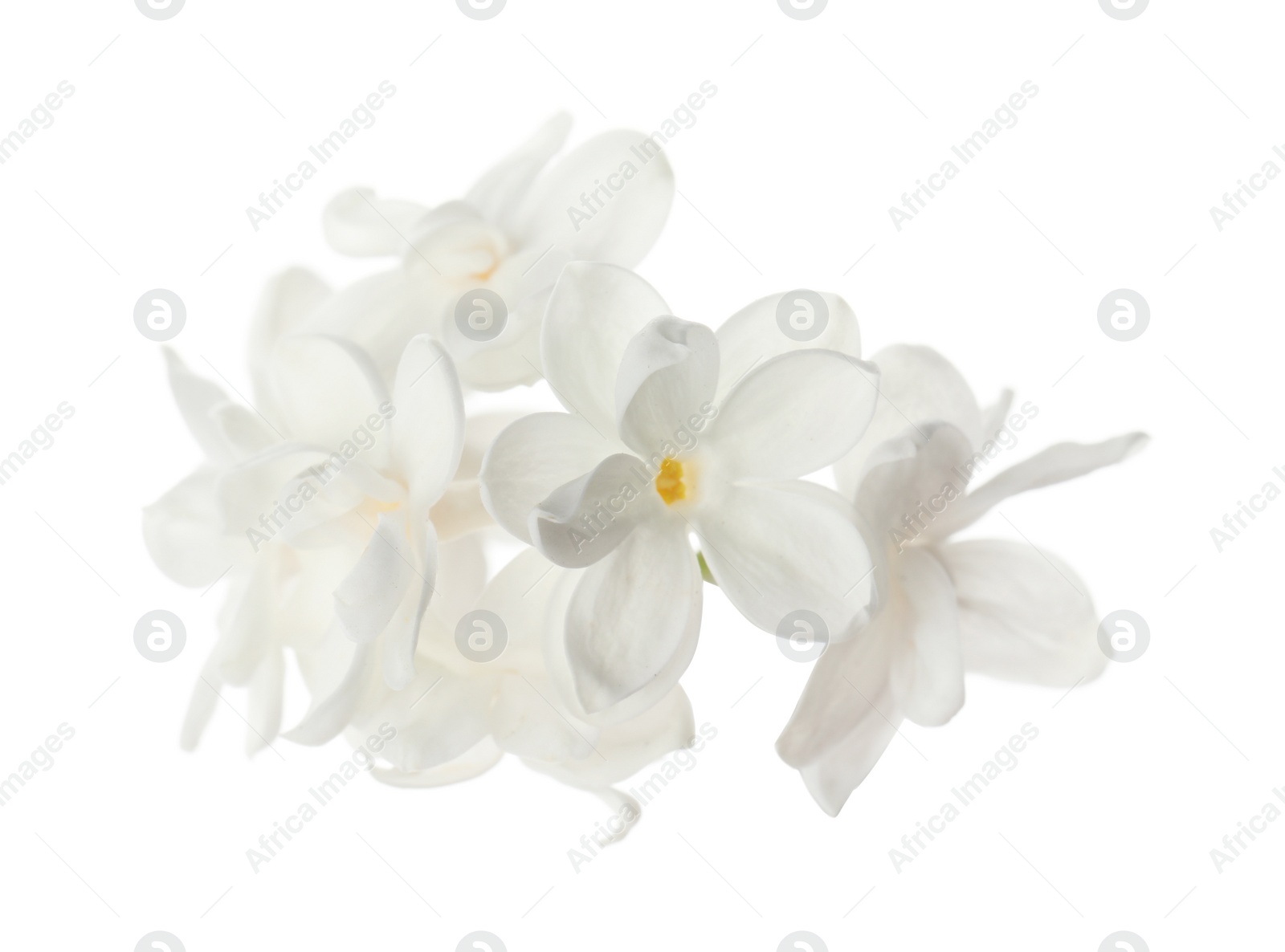 Photo of Beautiful fresh lilac blossom isolated on white