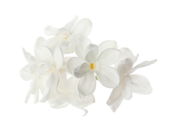 Photo of Beautiful fresh lilac blossom isolated on white