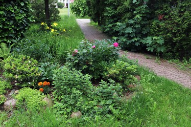Photo of Different plants near paved path in beautiful park. Gardening and landscaping