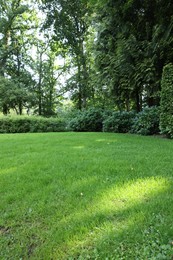 Photo of Beautiful lawn with green grass on sunny day