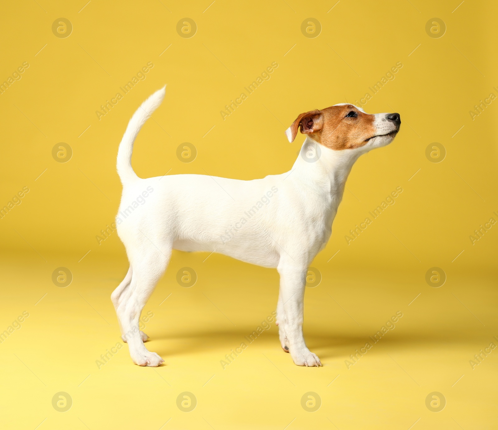 Photo of Cute Jack Russel Terrier on yellow background. Lovely dog