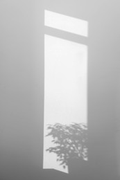 Photo of Light and shadows from plant and window on wall indoors