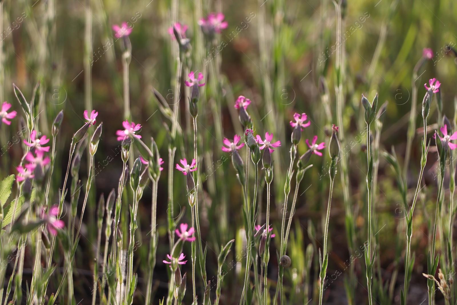 Photo of Beautiful pink wildflowers growing in meadow on sunny day