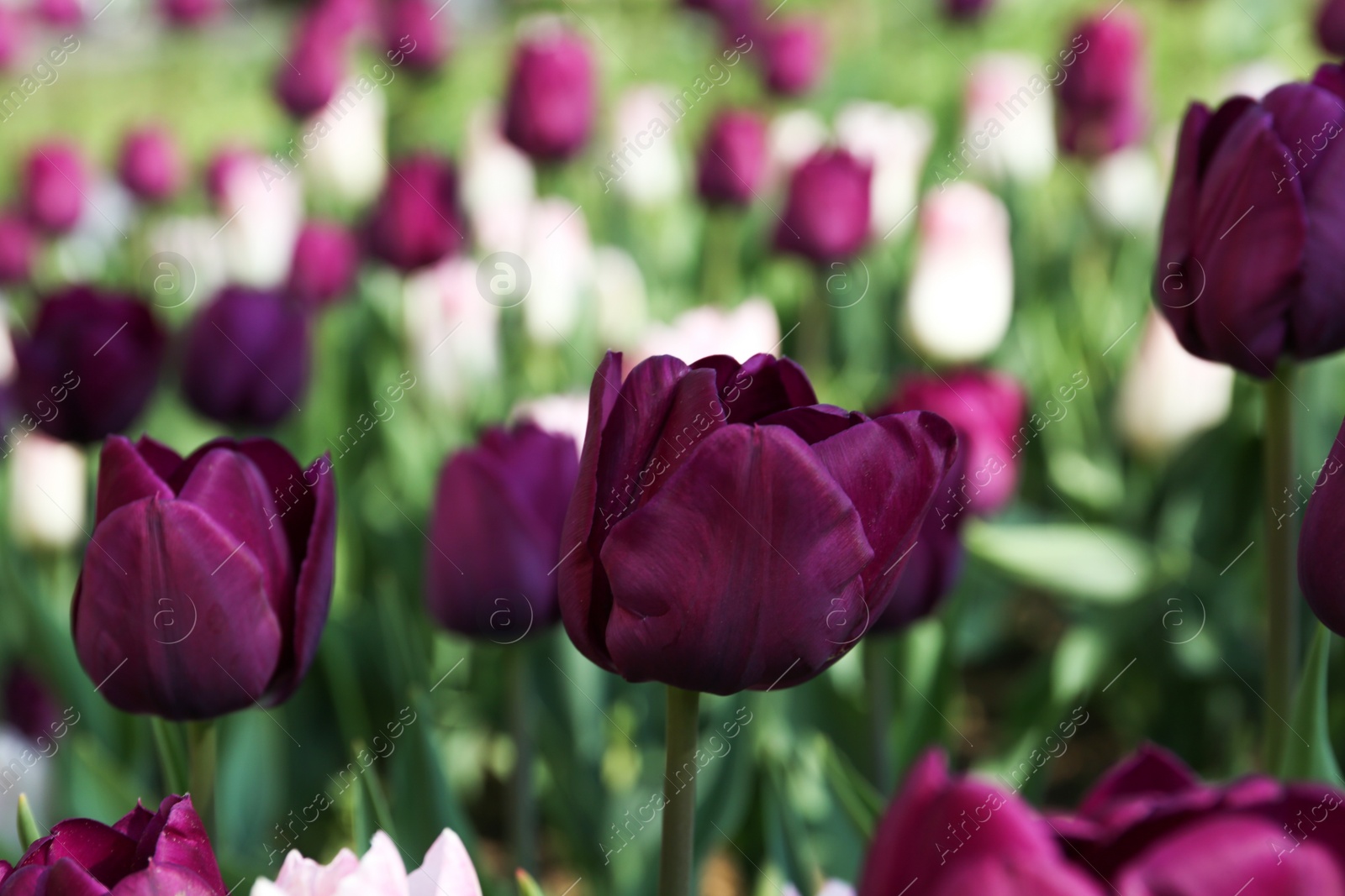 Photo of Beautiful blooming tulips outdoors on sunny day