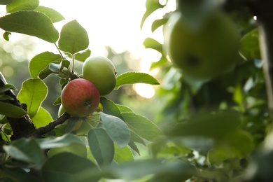 Photo of Ripe apples on tree branch in garden