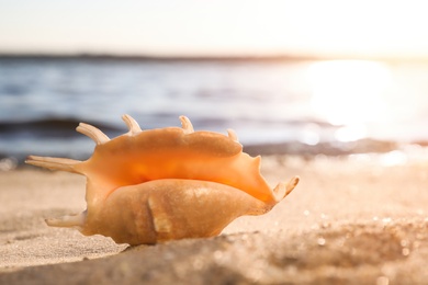 Photo of Beautiful exotic sea shell on sandy beach
