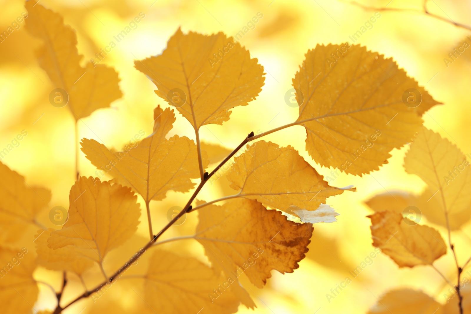 Photo of Twig with golden leaves on blurred background. Autumn day