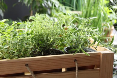 Different aromatic potted herbs in wooden crate, closeup