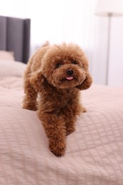 Cute Maltipoo dog on soft bed at home. Lovely pet