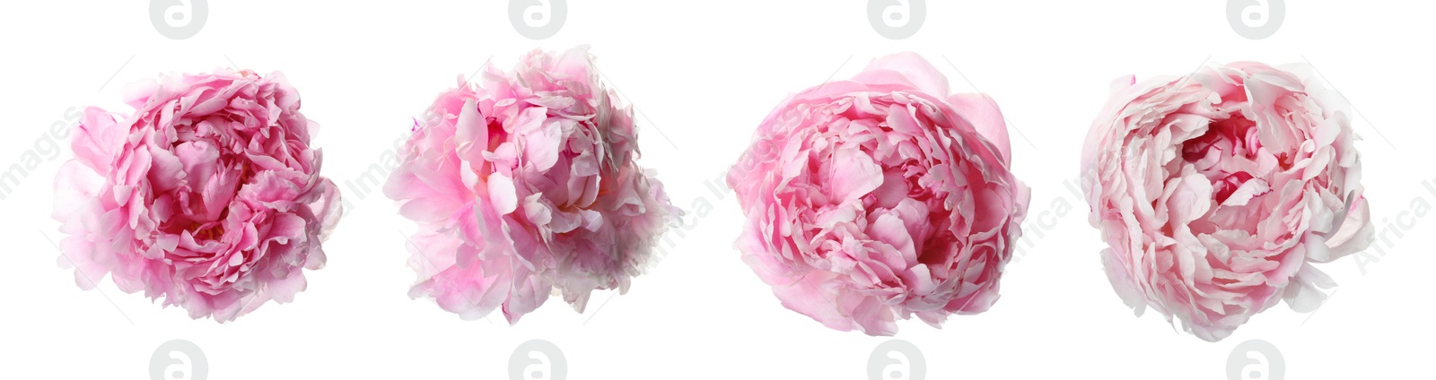 Image of Set of beautiful pink peony flowers on white background. Banner design