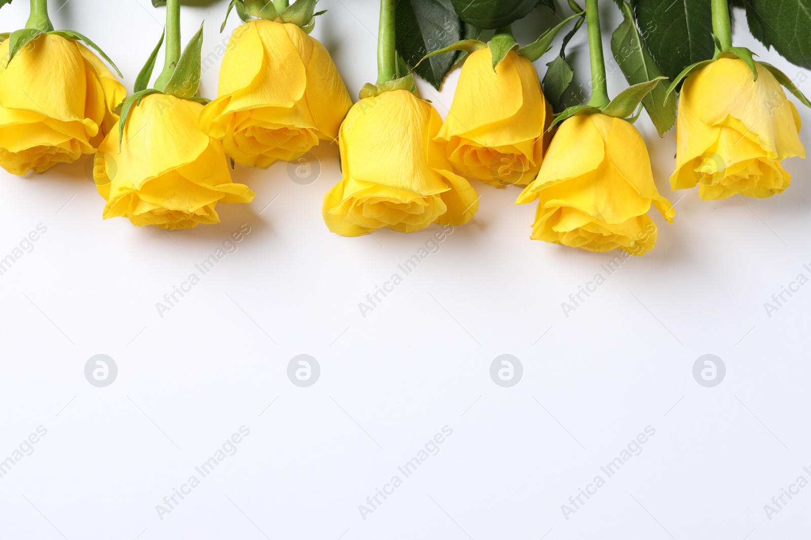 Photo of Beautiful yellow roses on white background, flat lay. Space for text