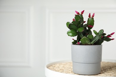 Photo of Beautiful Schlumbergera (Christmas or Thanksgiving cactus) in pot on table against white wall. Space for text