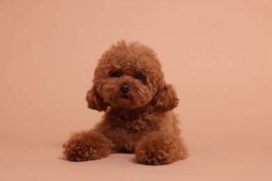 Photo of Cute Maltipoo dog on beige background. Lovely pet
