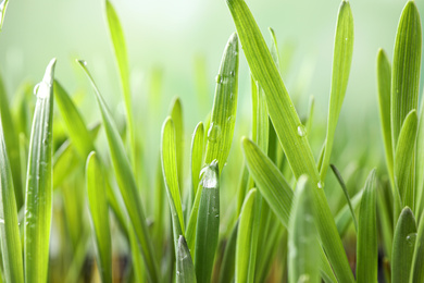 Photo of Green lush grass with water drops on blurred background, closeup