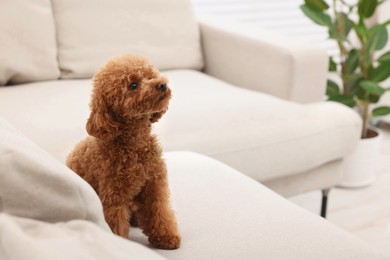 Photo of Cute Maltipoo dog sitting on comfortable sofa indoors, space for text. Lovely pet