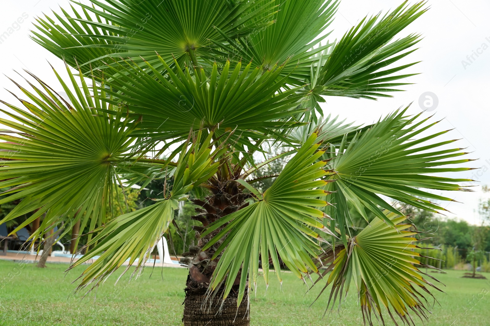 Photo of Tropical palm tree with beautiful green leaves outdoors