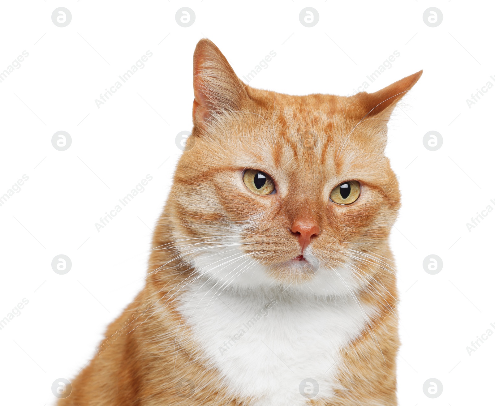 Photo of Cute ginger cat on white background. Adorable pet