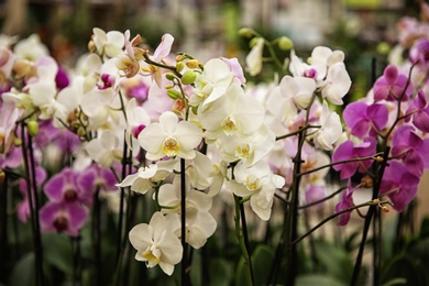 Beautiful blooming orchid flowers, closeup. Tropical plant