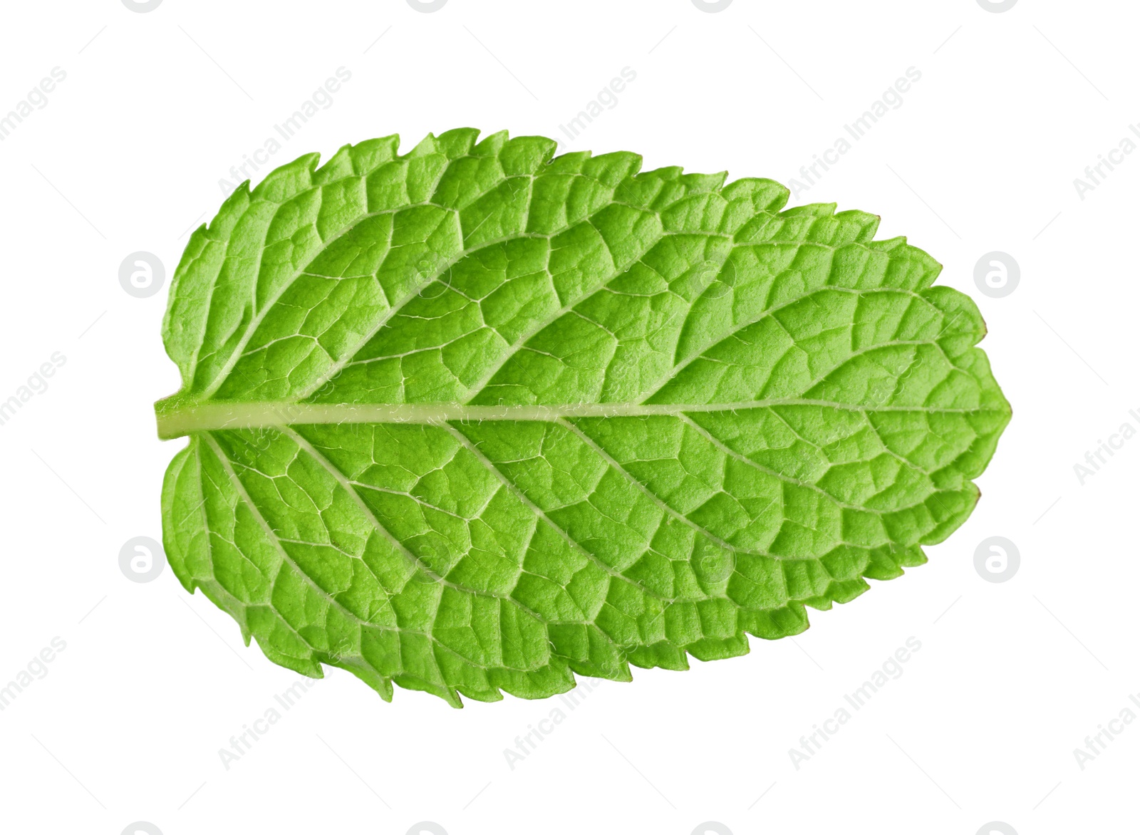 Photo of Fresh green mint leaf isolated on white