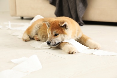 Photo of Cute akita inu puppy playing with toilet paper indoors