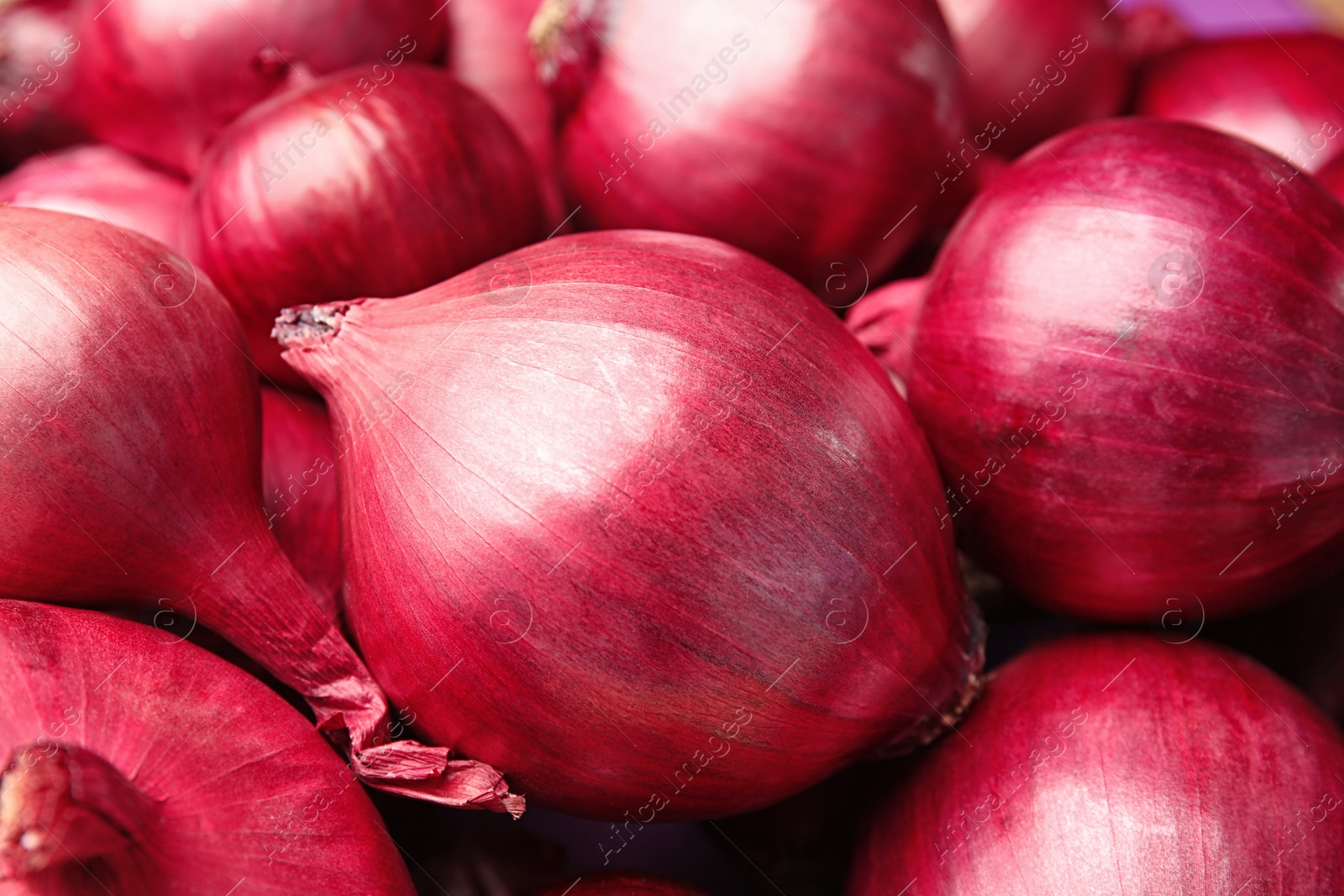 Photo of Fresh whole red onions as background, closeup