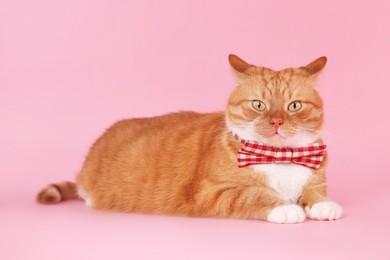 Photo of Cute cat with bow tie on pink background