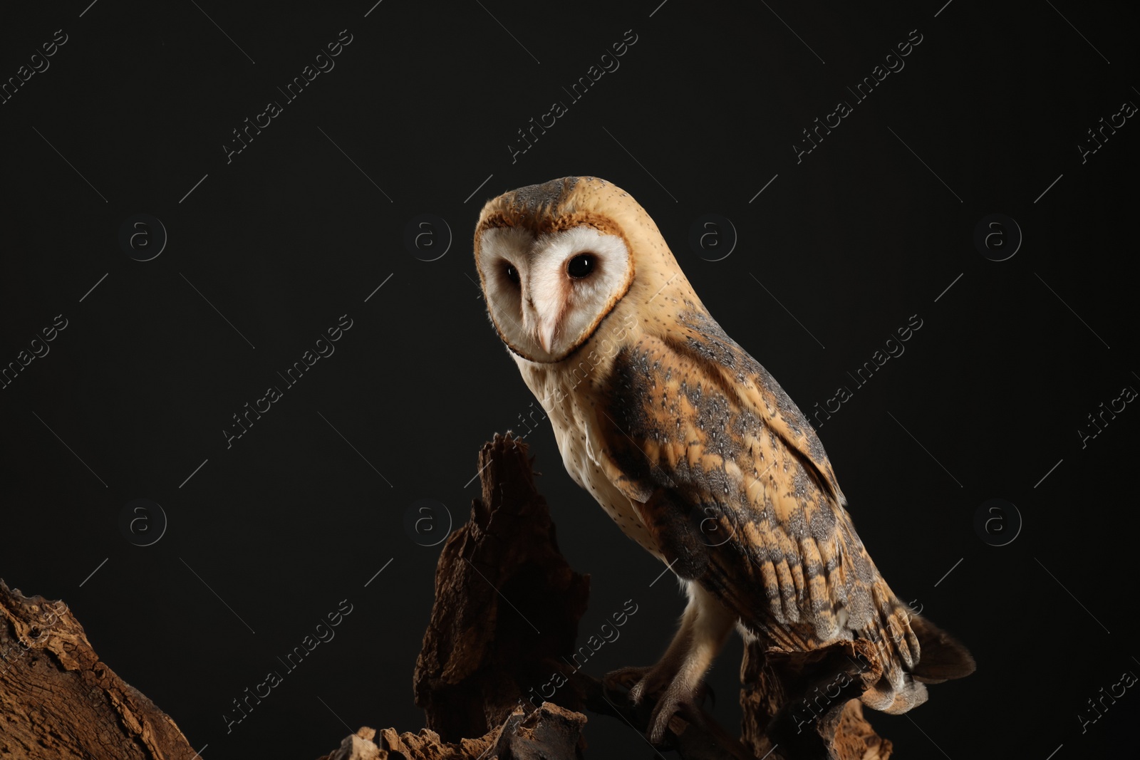 Photo of Beautiful common barn owl on tree against black background