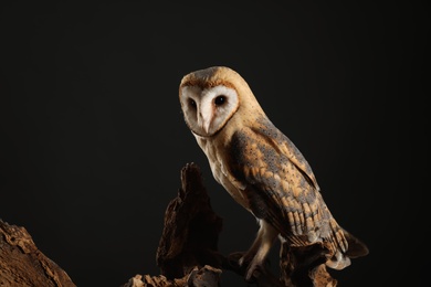 Beautiful common barn owl on tree against black background