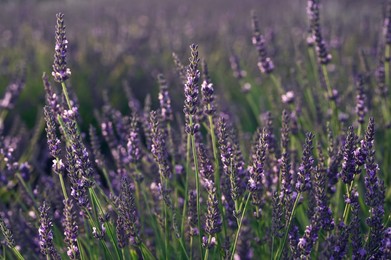 Beautiful blooming lavender plants growing in field