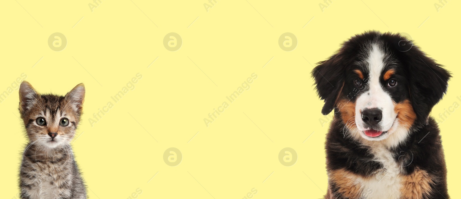 Image of Cute dog and cat on yellow background, space for text. Banner design