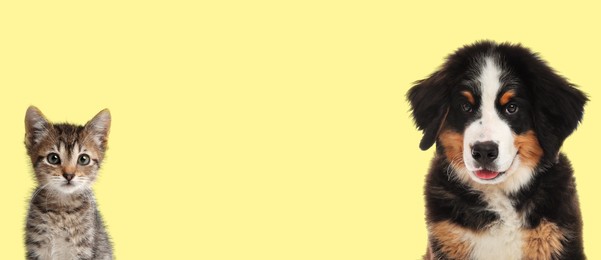 Image of Cute dog and cat on yellow background, space for text. Banner design