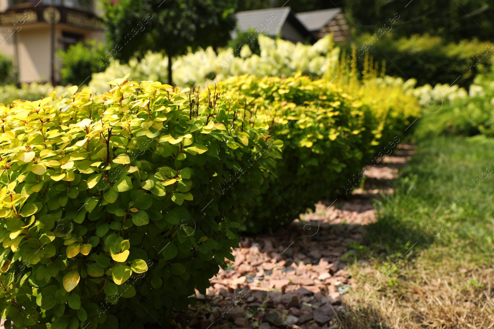 Photo of Barberry shrub growing outdoors, space for text. Gardening and landscaping